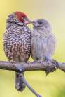 Red-headed finch pair nuzzling in southern Africa Art Print